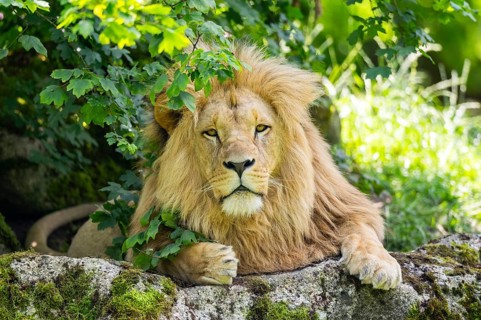 Southern African lion (Panthera leo melanochaita) male, lying on a rock, captive, Zoo Augsburg,