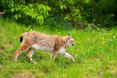 Eurasian lynx (Lynx lynx) walking in the grass, Bavaria, Germany