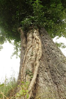 Ivy (Araliaceae) with arm-thick roots climbing up an old pear tree (Pyrus), Mostviertel, Lower