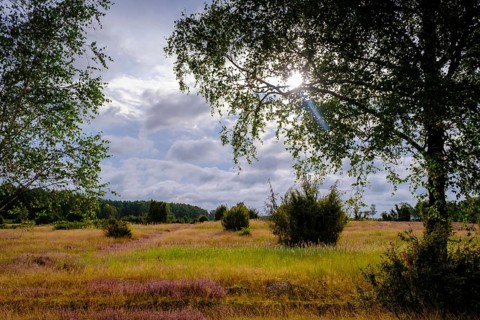 Ellerndorfer Heide, broom heather blossom, Südheide, Lüneburg Heath, near Eimke, Lower Saxony,