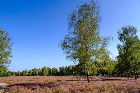 Broom heather blossom, Nemitzer Heide, Wendland-Elbe nature park Park, Lower Saxony, Germany