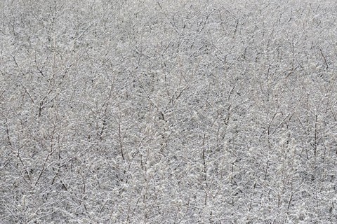 Winter day, onset of winter, snow lies on the bushes in the dune landscape of Norddeich, North Sea,