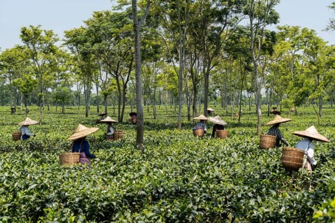 Tea estate workers plucking tea leafs using umbrellas at a tea estate during a hot summer day, in