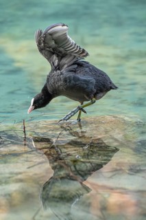 Eurasian Coot at the Hintersee near Ramsau in Berchtesgadener Land washing and a reflection in the