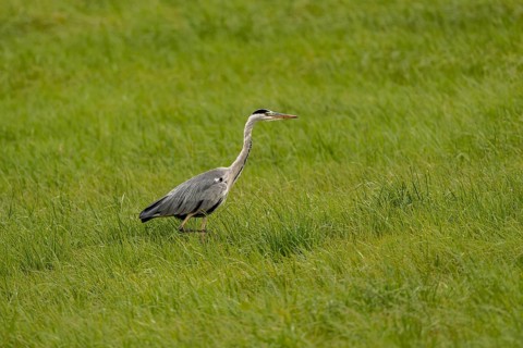 Grey heron (Ardea cinerea), Vulkaneifel, Rhineland-Palatinate, Germany