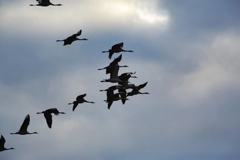 Cranes flying, grey crane (Grus grus), bird migration, silhouettes in the evening sky, Rehdener