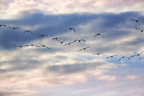 Cranes flying, grey crane (Grus grus), bird migration, evening sky, Rehdener Geestmoor, Diepholzer