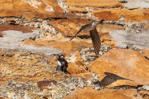 House martins fly lively in front of old house facade