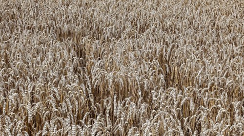 Wheat with ripe ears, Naumburg, 26.07.2025