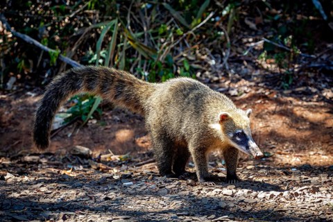 An animal with a long snout explores the ground in a forested area, A South American coati in the