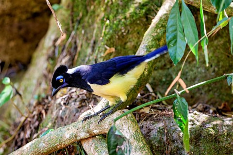 A bird with a yellow breast and blue plumage leans forward in a shady forest area, A blue-capped