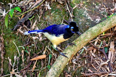 A bird with blue plumage and yellow breast balances on a low branch in the forest, A blue-capped