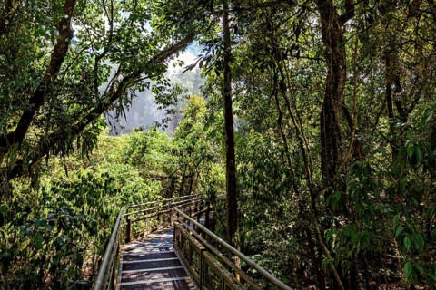 A wooden path leads through a dense, green jungle full of trees and leaves, path through the jungle