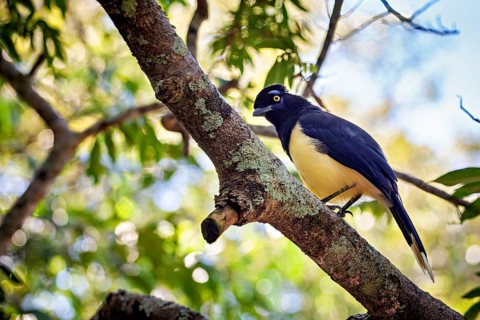 A bird with blue plumage and yellow breast sits on a branch surrounded by green leaves, A