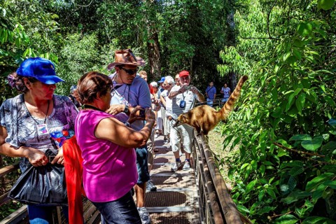 People walking on a forest path while an animal is close to the vegetation, A South American coati