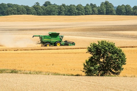 Landscape with threshing of grain with combine harvester at Ystad, Skåne county, Sweden,