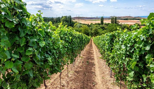 Wickerer vineyards at the Flörsheimer Warte, Hesse, Germany