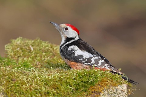 Middle spotted woodpecker (Dendrocopos medius) foraging on mossy ground in the forest, Wilnsdorf,