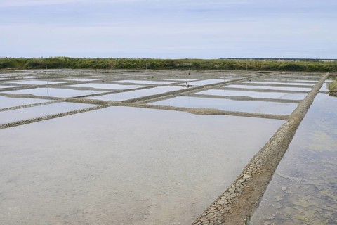 Seawater salt pans, Guerande, Loire-Atlantique, Pays de la Loire, Brittany, France
