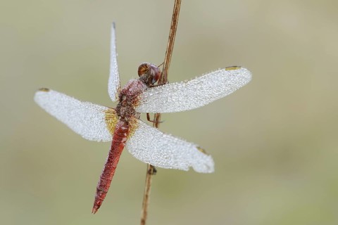 Scarlet Dragonfly (Crocothemis erythraea), male with dewdrops, North Rhine-Westphalia, Germany