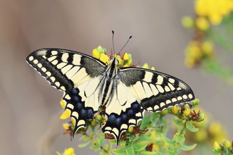 Swallowtail (Papilio machaon), North Rhine-Westphalia, Germany