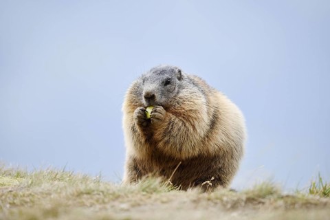Alpine marmot (Marmota marmota), Hohe Tauern National Park, Austria