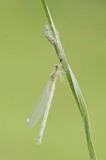 Willow Emerald Damselfly (Chalcolestes viridis) freshly hatched dragonfly and exuvia, North