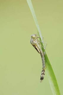 Willow Emerald Damselfly (Chalcolestes viridis) hatching, hatching, larva, dragonfly larva, North