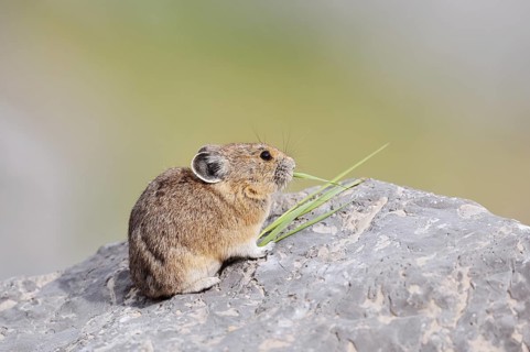 American pika (Ochotona princeps) sitting on a rock and eating blades of grass, Jasper National