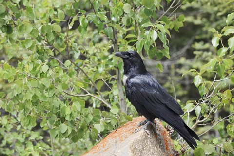 Raven (Corvus corax) sitting on a rock, Banff National Park, Alberta, Canada