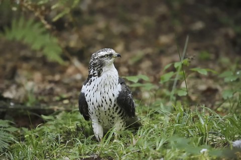 Honey buzzard (Pernis apivorus), North Rhine-Westphalia, Germany
