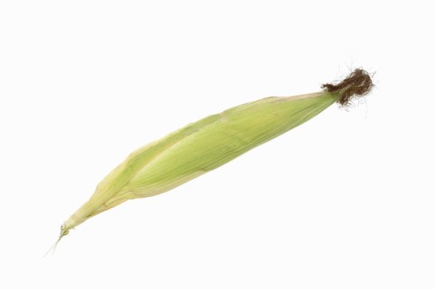 Corn (Zea mays), corn cobs against a white background