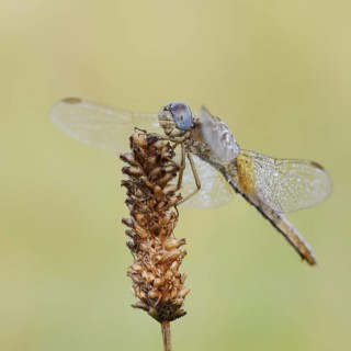 Scarlet Dragonfly (Crocothemis erythraea), female with dewdrops, North Rhine-Westphalia, Germany