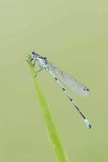 Horseshoe Damselfly (Coenagrion puella), male, North Rhine-Westphalia, Germany