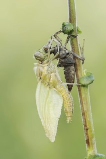 Black-tailed Skimmer (Orthetrum cancellatum), freshly hatched with exuvia, North Rhine-Westphalia,