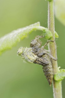 Black-tailed Skimmer (Orthetrum cancellatum), hatch, larva, dragonfly larva, North