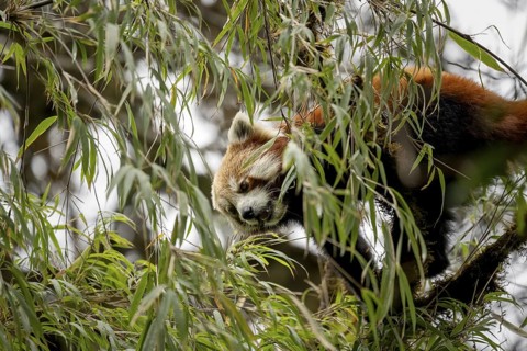 Western Red panda (Ailurus fulgens), feeding on bamboo, Singalila National Park, Gairibas, Jamuna,