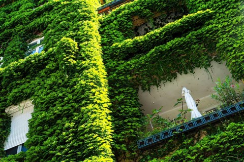 An ivy-covered façade of an apartment block in Bratislava, Slovakia