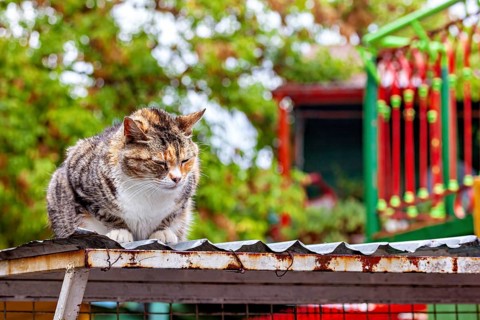 A cat sits comfortably on a corrugated iron roof in a colourful environment with trees, A domestic