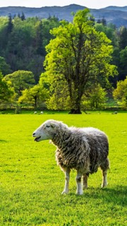 Sheep and farm in Lake District National Park, Coniston Water, Cumbria, England, United Kingdom