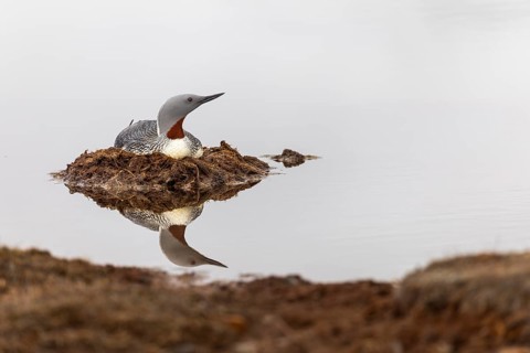 Red-throated diver (Gavia stellata) breeding on the nest, Aventdalen, Longyearbyen, Spitsbergen,