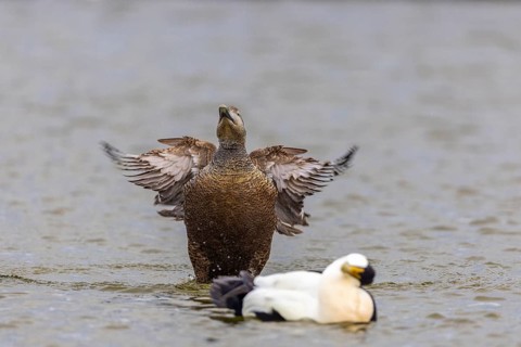 Eider duck (Somateria mollissima), hen grooming her feathers, duck birds (Anatidae), Aventdalen,