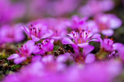 Red saxifrage (Saxifraga oppositifolia), saxifrage family (Saxifragaceae), Jotunkjeldene,