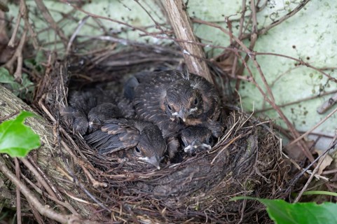 Five young blackbirds (Turdus merula) in the nest, Bavaria, Germany