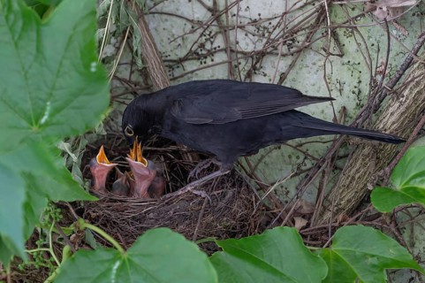 Male blackbird (Turdus merula) feeding its young, Bavaria, Germany