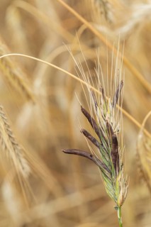 Ergot mushroom Claviceps purpurea on a ripe ear of grain