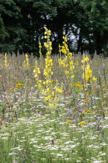 Flower meadow with large-flowered mullein (Verbascum densiflorum), Lower Saxony, Germany