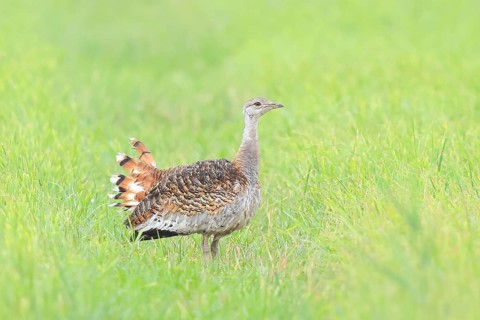Great Bustard (Otis tarda), standing in a meadow, steppe bird, extremely rare bird species,