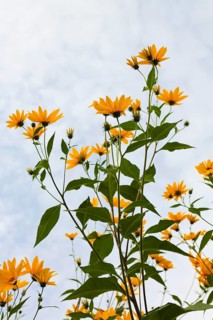 Jerusalem artichoke (Helianthus tuberosus), yellow blossom, flowers, plants, Oberuhldingen