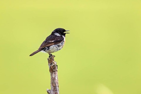 Small bird singing on a branch, background is blurred green, A male stonechat (Saxicola rubicola)